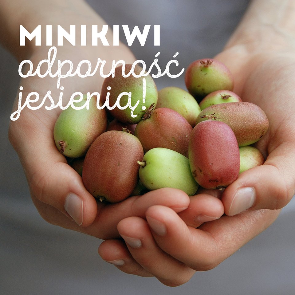 SUPEROWOCE Minikiwi (14).jpeg