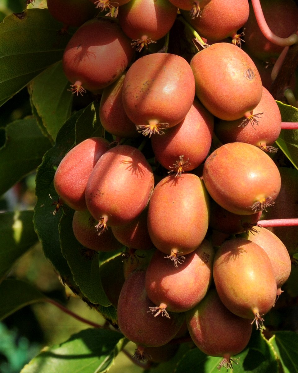 Superowoce_MINIKIWI_1350x1080_22b.jpg