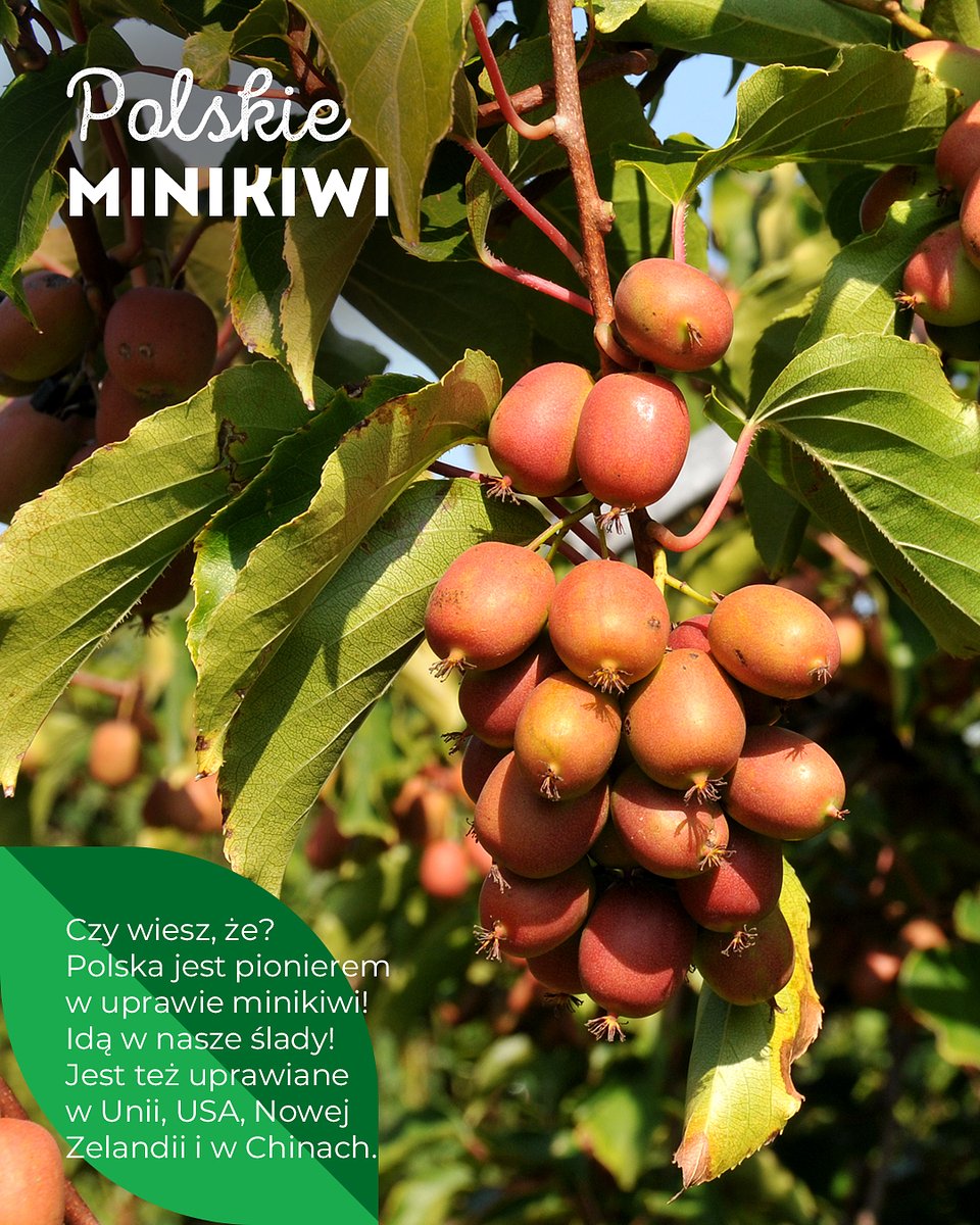 Superowoce_MINIKIWI_1350x1080_21.jpg