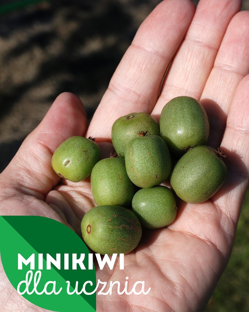 Superowoce_MINIKIWI_1350x1080_19.jpg