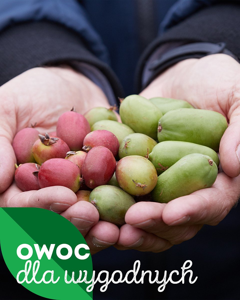 Superowoce_MINIKIWI_1350x1080_17.jpg