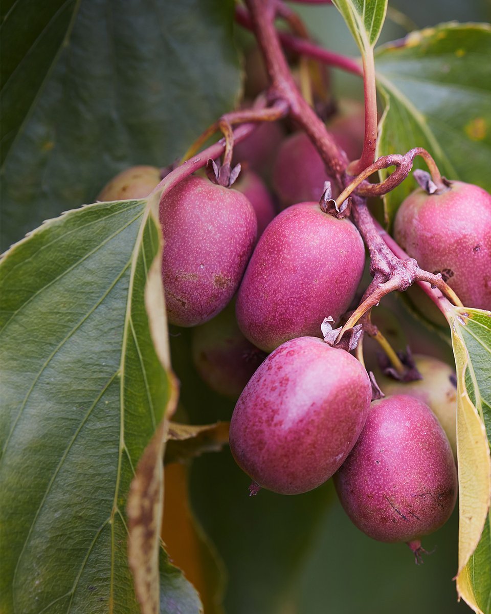Superowoce_MINIKIWI_1350x1080_11b.jpg