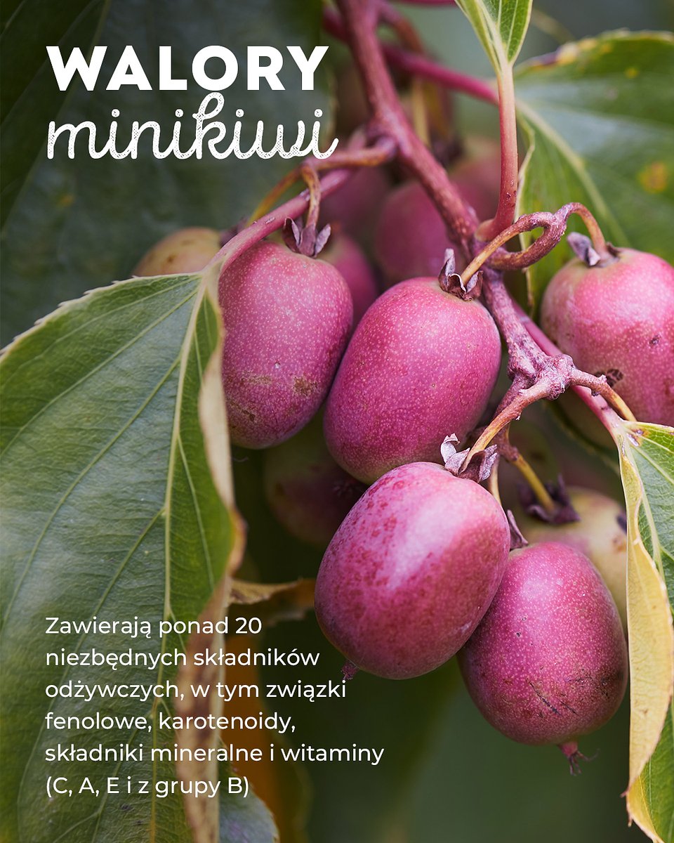 Superowoce_MINIKIWI_1350x1080_11.jpg