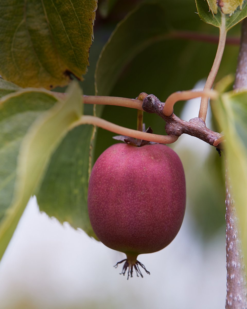 Superowoce_MINIKIWI_1350x1080_09b.jpg