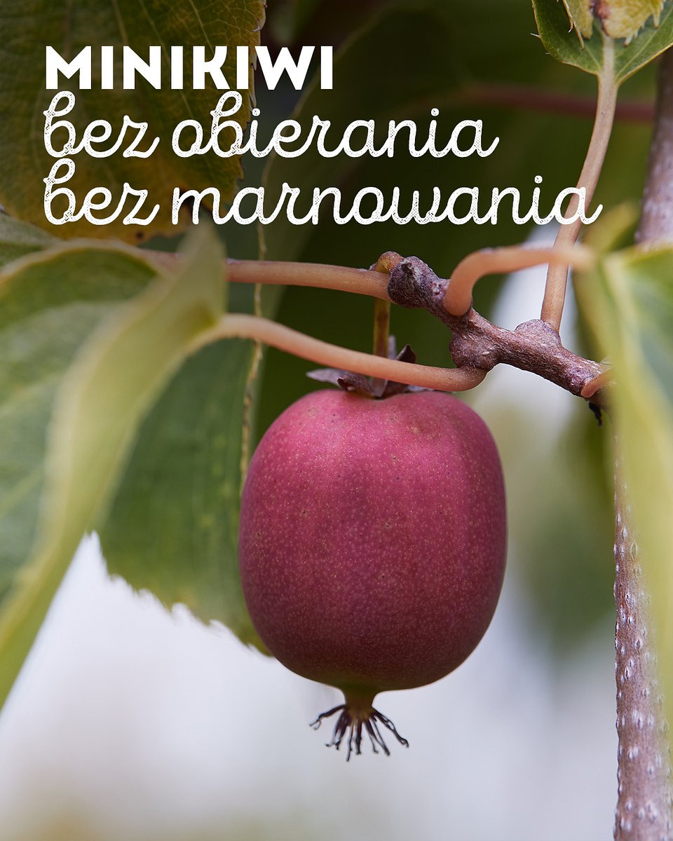 Superowoce_MINIKIWI_1350x1080_09.jpg