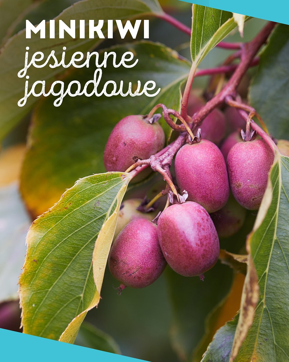 Superowoce_MINIKIWI_1350x1080_07.jpg