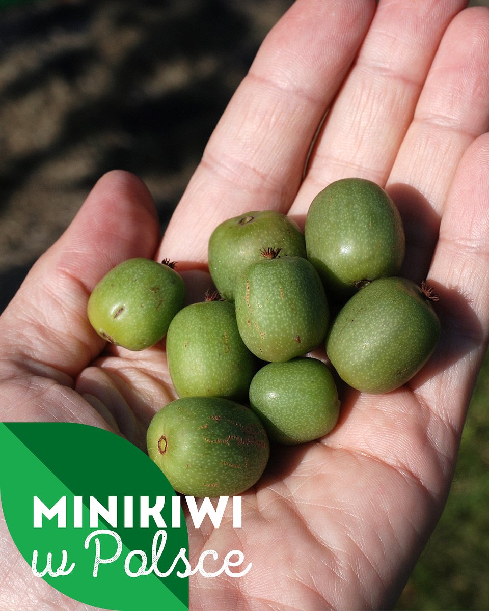 Superowoce_MINIKIWI_1350x1080_04.jpg