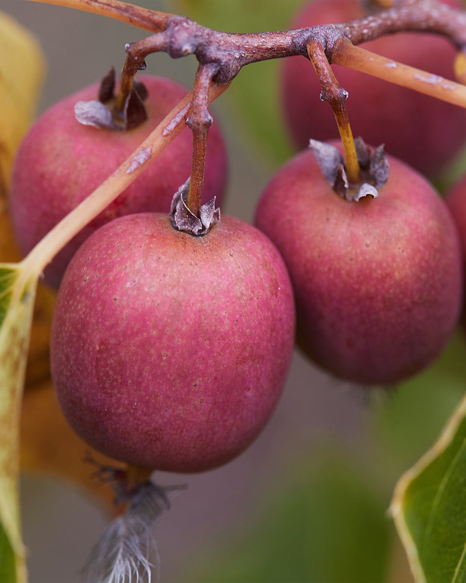 Superowoce_MINIKIWI_1350x1080_02b.jpg