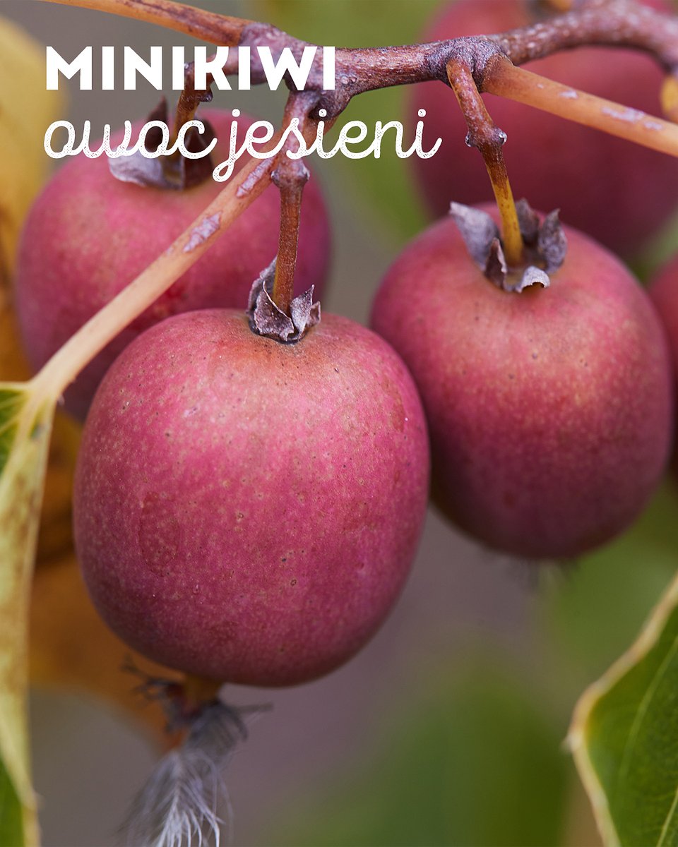 Superowoce_MINIKIWI_1350x1080_02.jpg