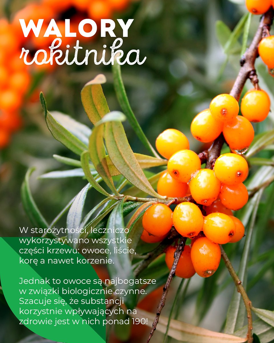 Superowoce_ROKITNIK_1350x1080_07.jpg