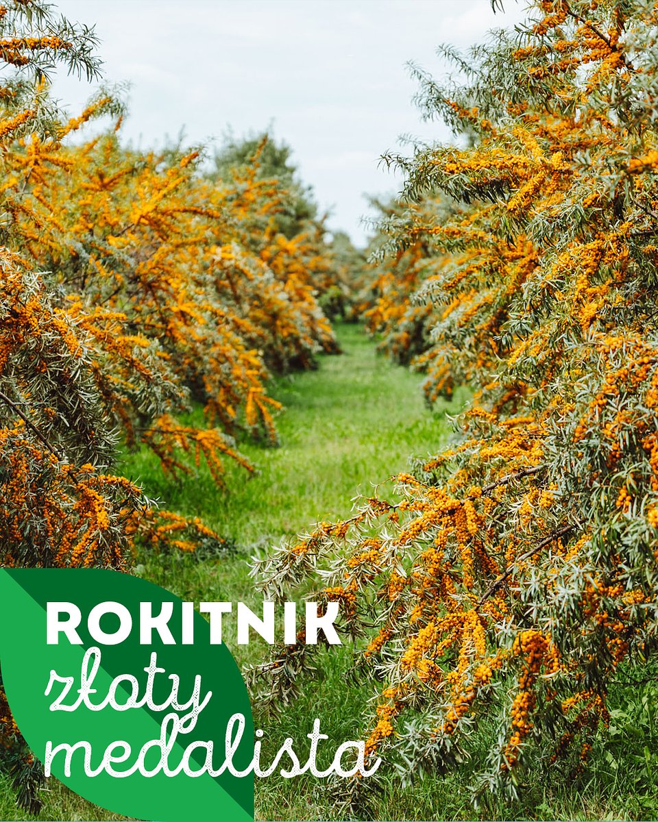 Superowoce_ROKITNIK_1350x1080_02.jpg
