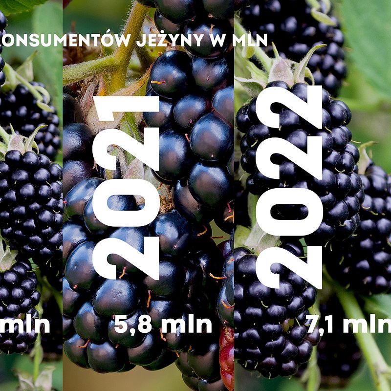 KANTAR Sierpień 2025 (1).jpg