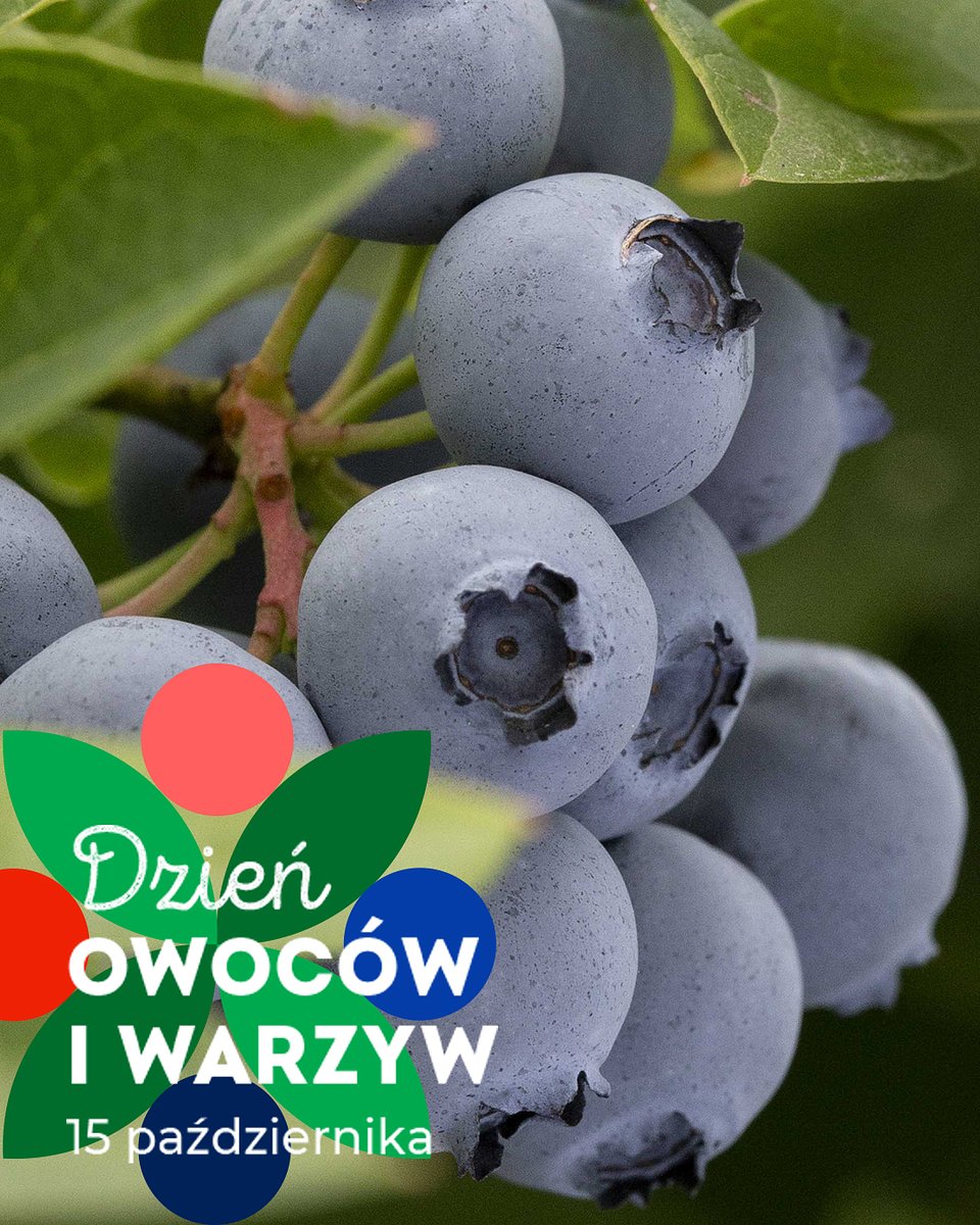 Dzień Owoców i Warzyw_15 październik 2025 (8).jpg