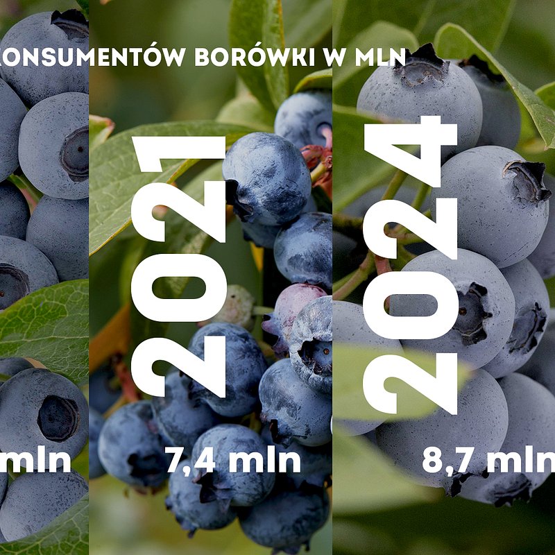 KANTAR Borówki listopad (1).jpg