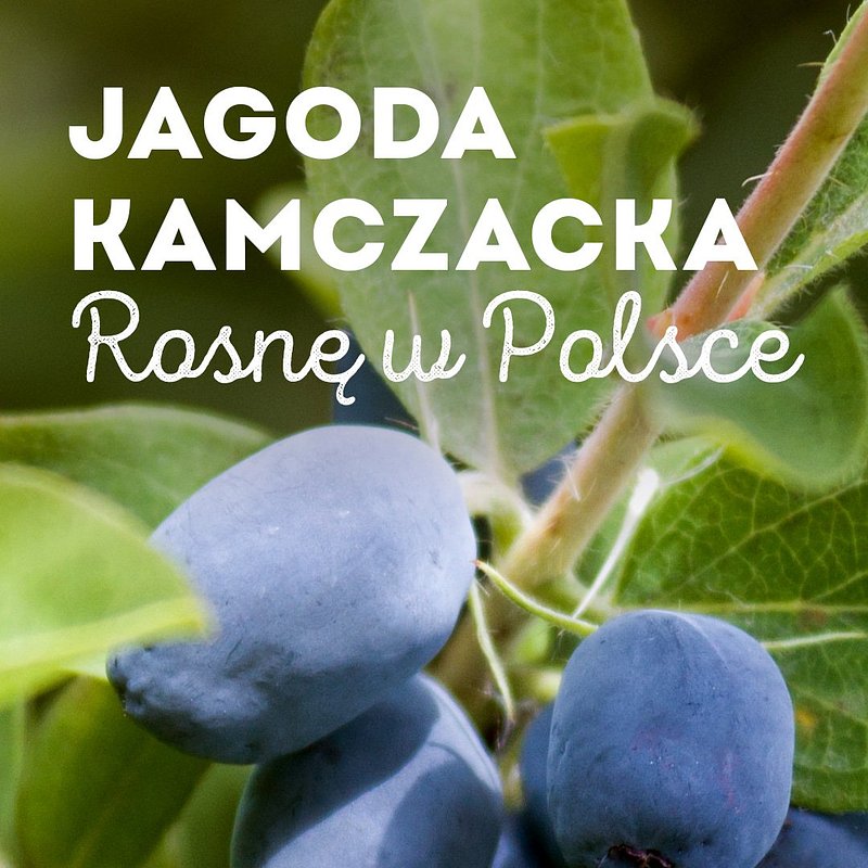 SUPEROWOCE Kamczacka 1080x1920 (2).jpg