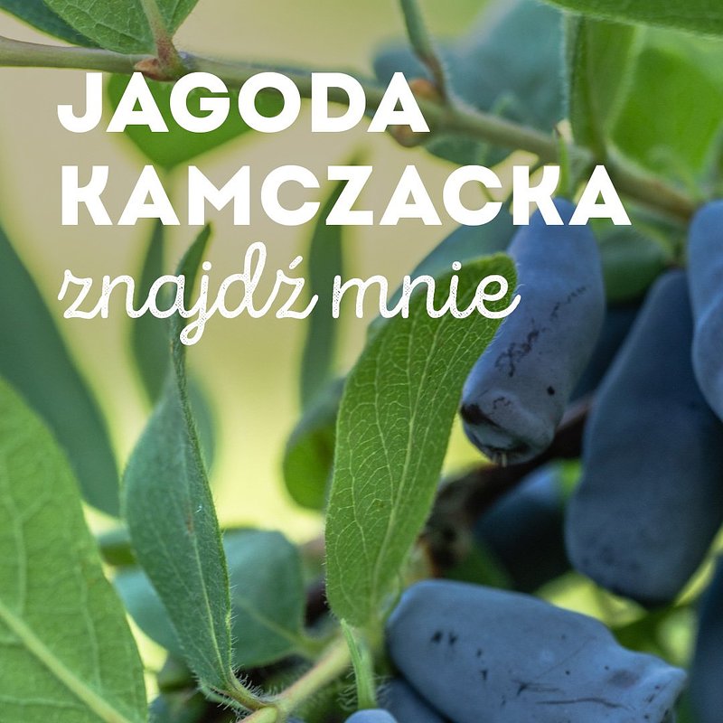 SUPEROWOCE Kamczacka 1080x1920 (3).jpg
