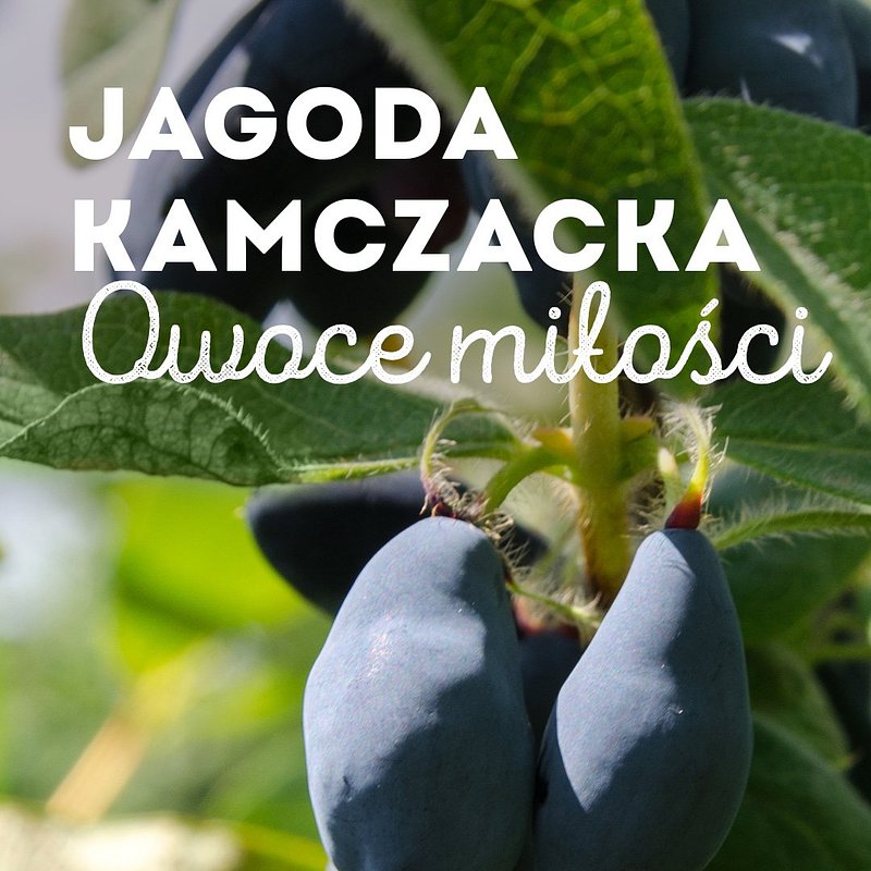 SUPEROWOCE Kamczacka 1080x1920 (1).jpg