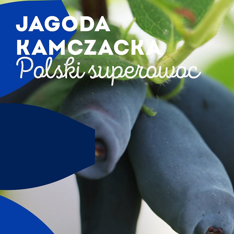 INFO_jagoda-kamczacka_1080x1350_01.jpg