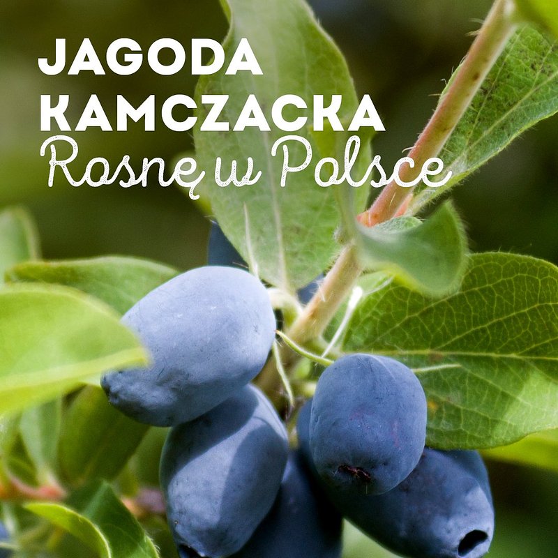 INFO_jagoda-kamczacka_1080x1350_15.jpg