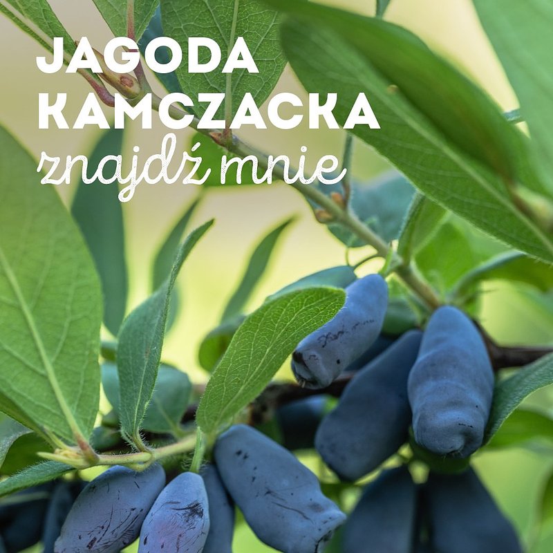 INFO_jagoda-kamczacka_1080x1350_16.jpg