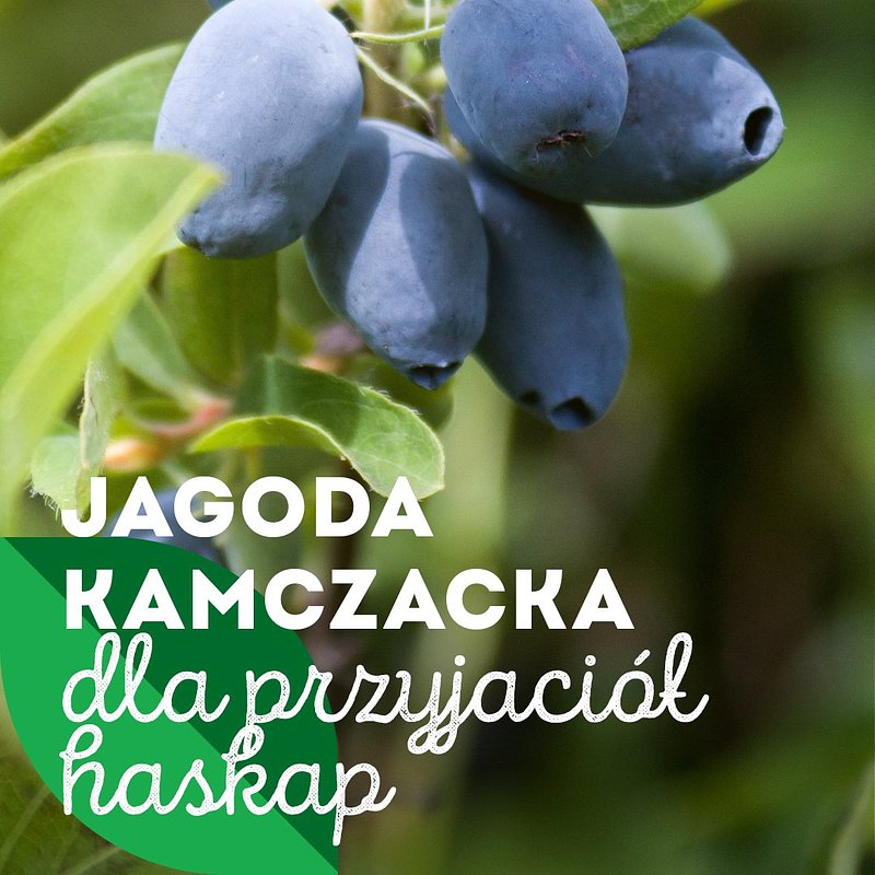 INFO_jagoda-kamczacka_1080x1350_13.jpg