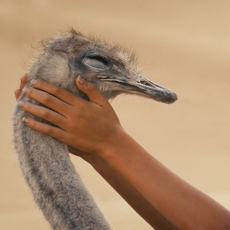 L-Enfant-du-desert-Stills-Press-Photos-4096x1716-LEDD-STILLS-4096x1716-3.jpg