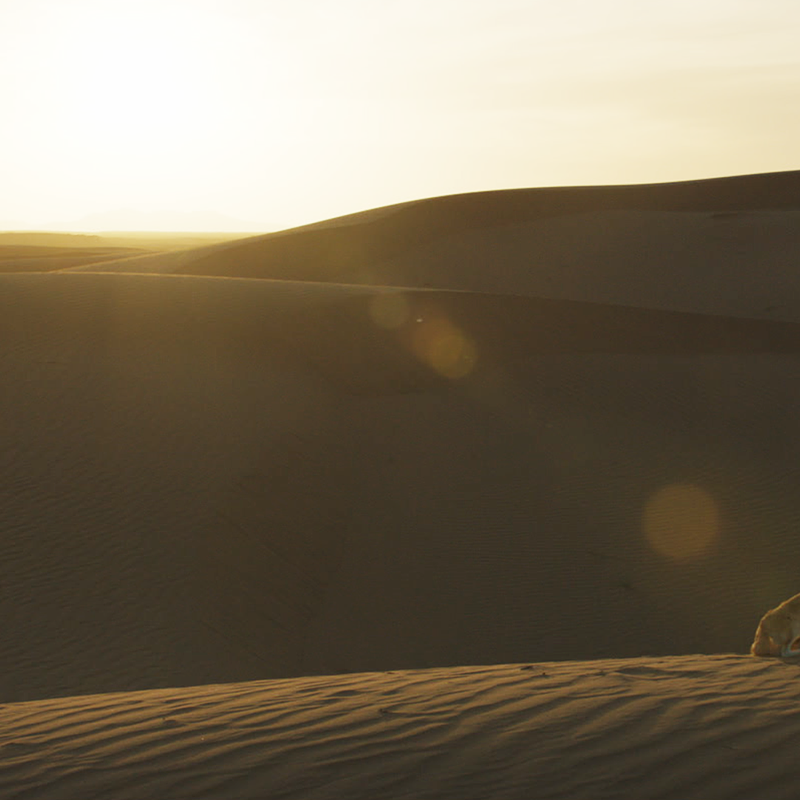 L-Enfant-du-desert-Stills-Press-Photos-1920x1080-THE-DESERT-CHILD-Photo-2-2025-MAI-JUIN-PRODUCTIONS-STUDIOCANAL-UMEDIA-PRODUCTION-png.png