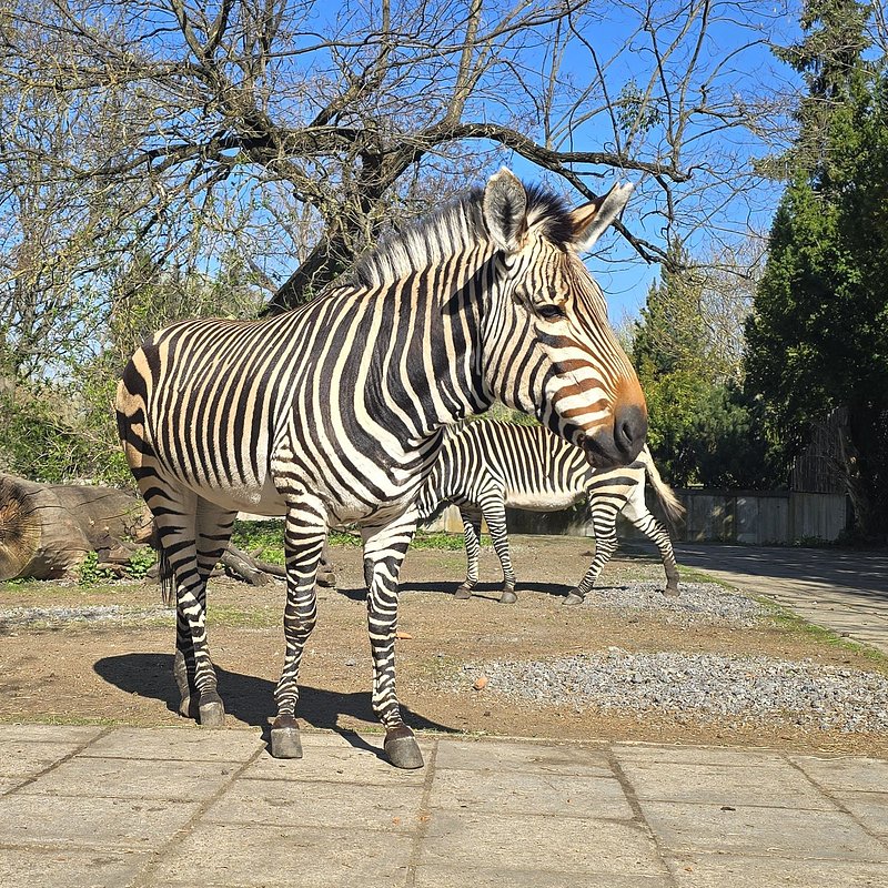 Wsparcie Würth Polska Zoo Zebra.jpg