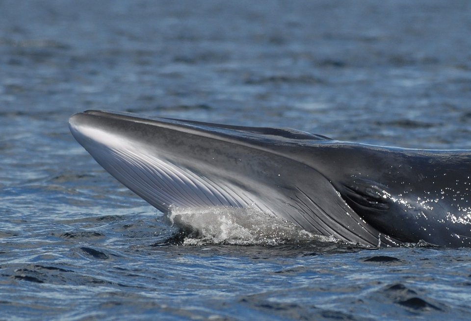 13_Minke whale_© Ursula Tscherter ORES.jpg