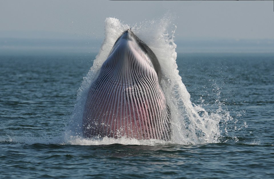 04_Minke whale_© Ursula Tscherter ORES.jpg