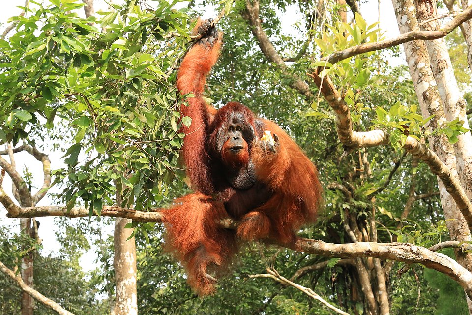 STB - Orangutan.jpeg