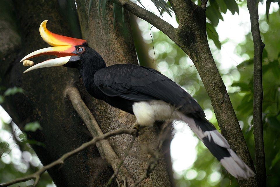 Black Rhinoceros Hornbill Buceros.jpeg