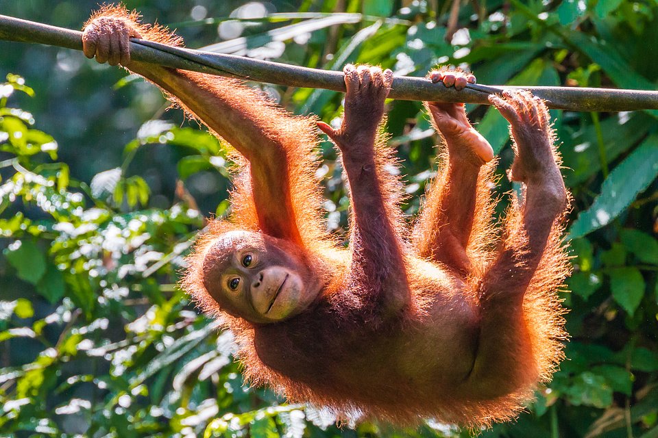 MTPB55610_8215-A juvenile Bornean Orangutan at a rehabilitation area in the rainforest of eastern Sabah.jpg