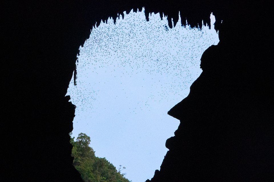 Mulu Caves (Deer Cave) 2.jpg