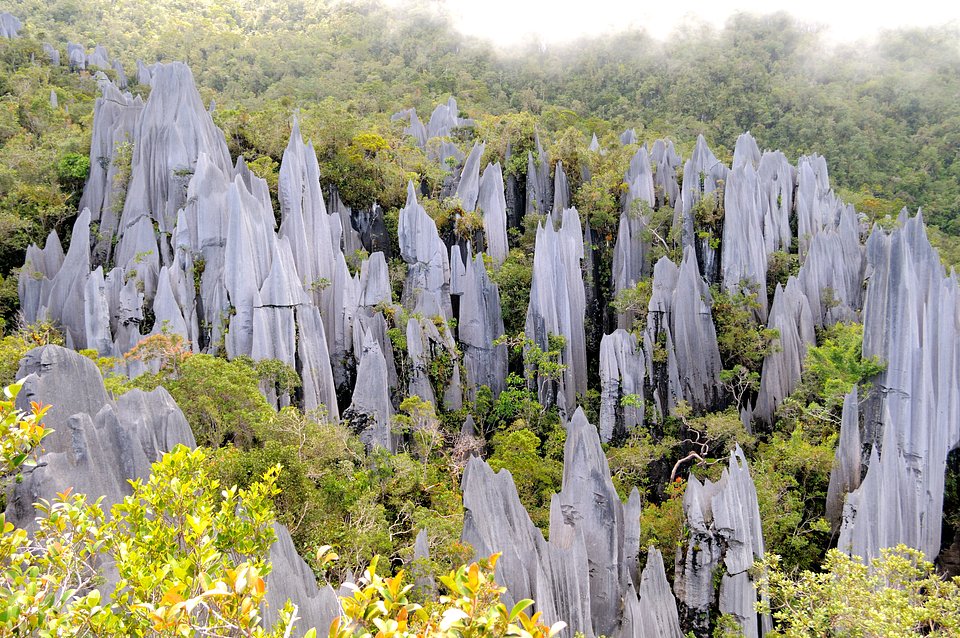 Pinnacles (Mulu WH).jpg