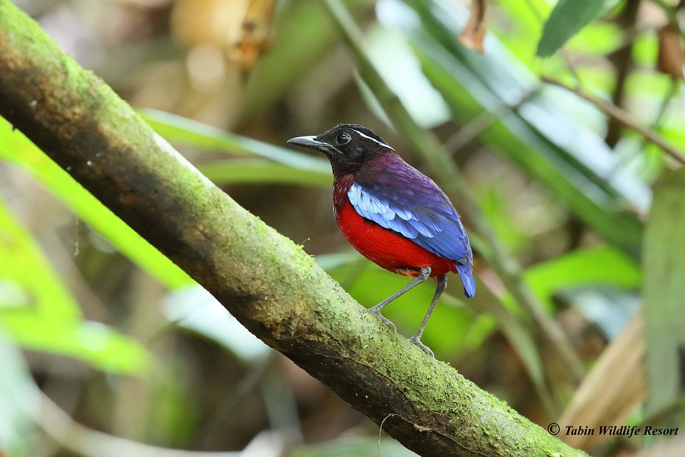 Black headed Pitta - Credit @tabinwildliferesort.jpg