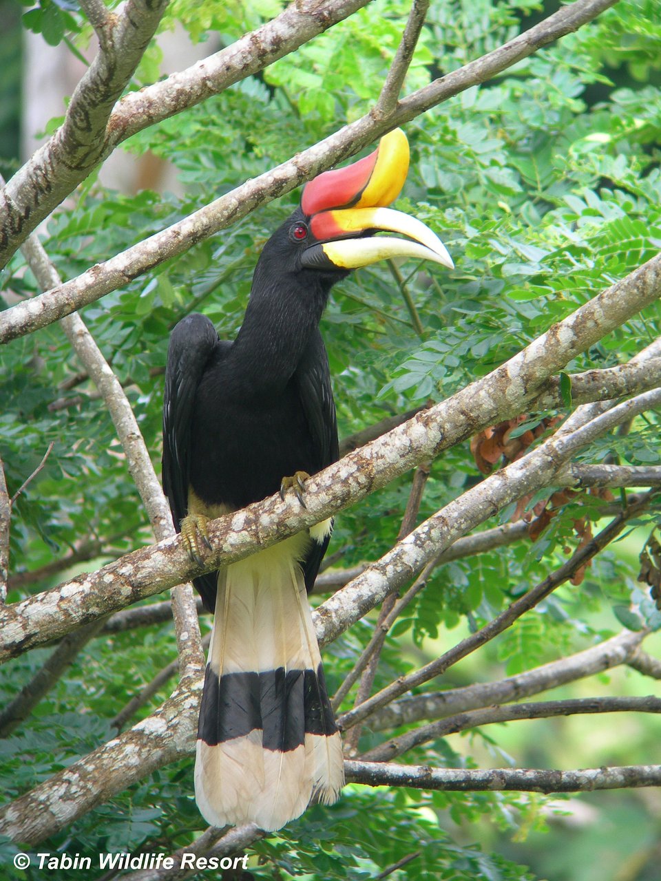 Rhinoceros Hornbill - Credit @tabinwildliferesort.jpg