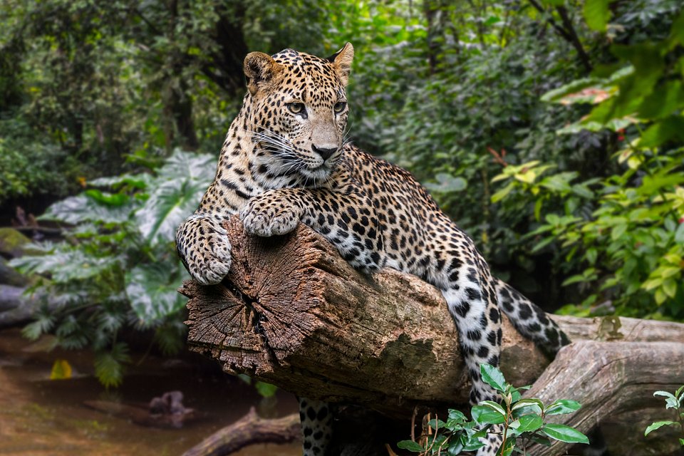 Copyright: Sri Lanka Tourism Promotion Bureau