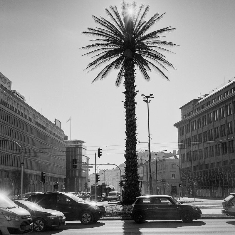 Rondo gen. Charles'a de Gaulle'a,  „palma warszawska” – instalacja Joanny Rajkowskiej „Pozdrowienia z Alej Jerozolimskich”, luty 2025, fot. Jacek Turczyk.jpg