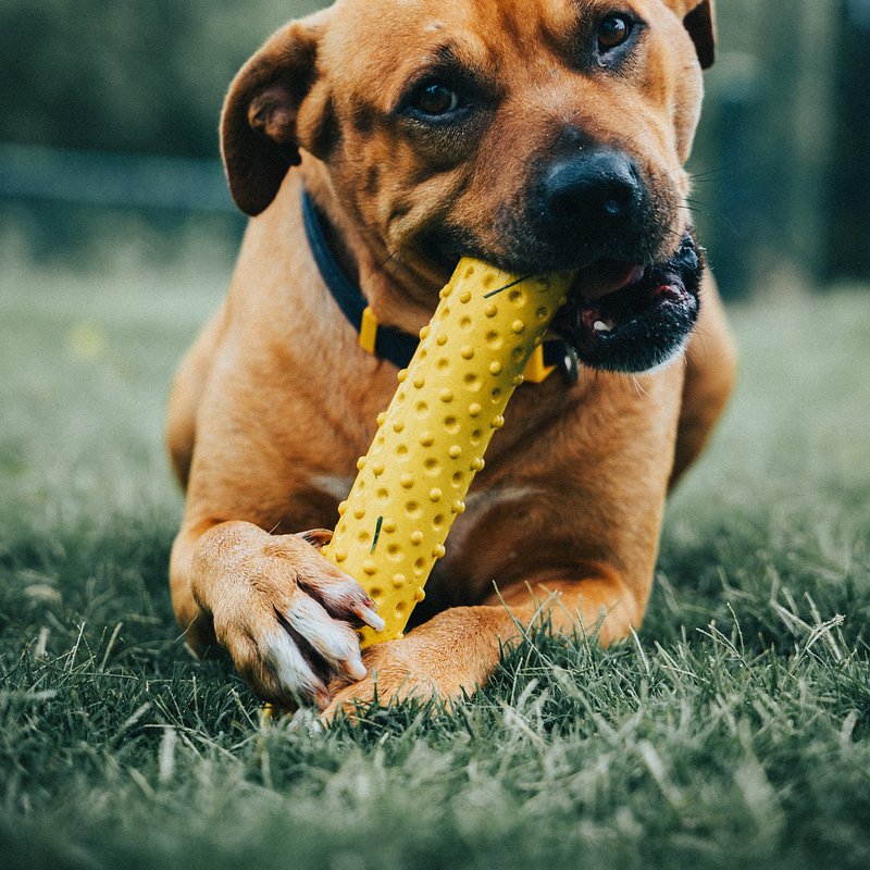H2H Dog-12.jpg