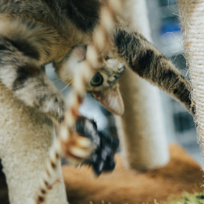 H2H Cats-3.jpg