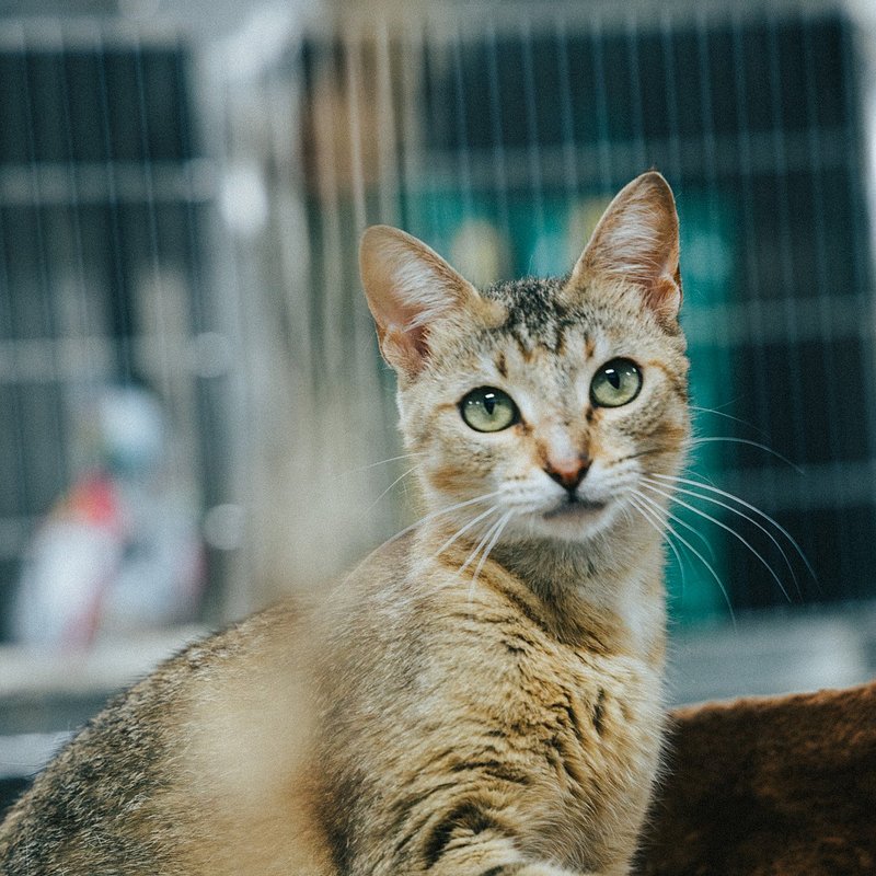 H2H Cats-8.jpg