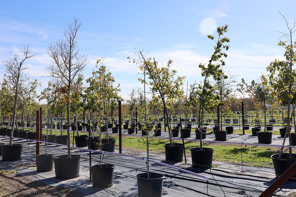 Doshier Tree Farm, located at 2515 E Avenue H