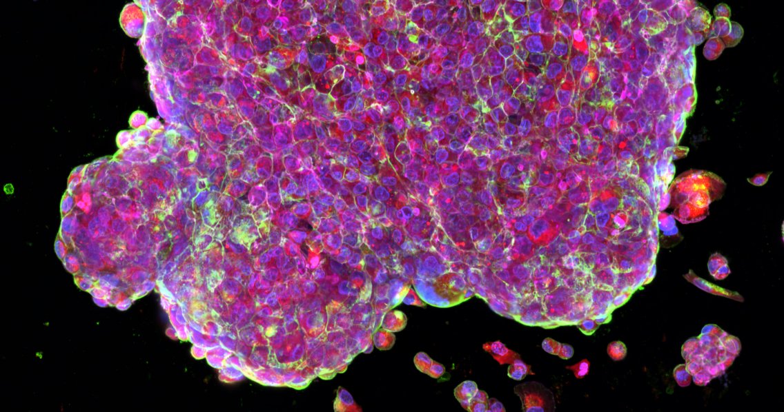 Ronawk's Bio-OS cultivates cells in a scalable environment that mimic the body.