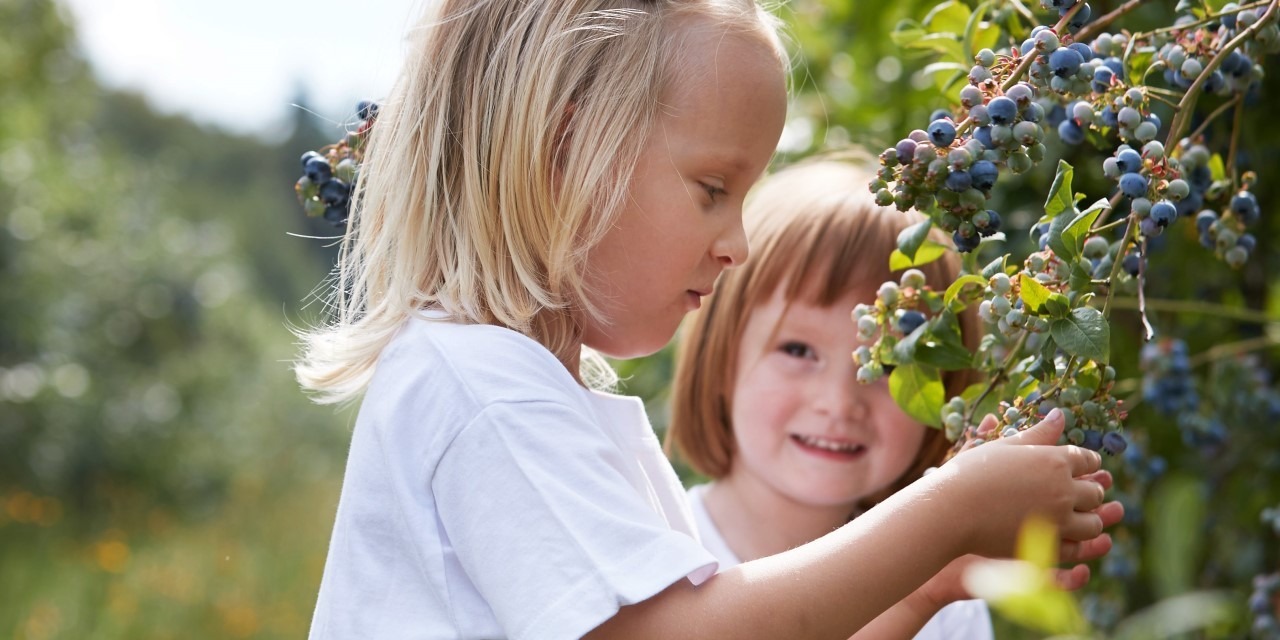 Uwaga plantatorzy: Borówkowbranie!