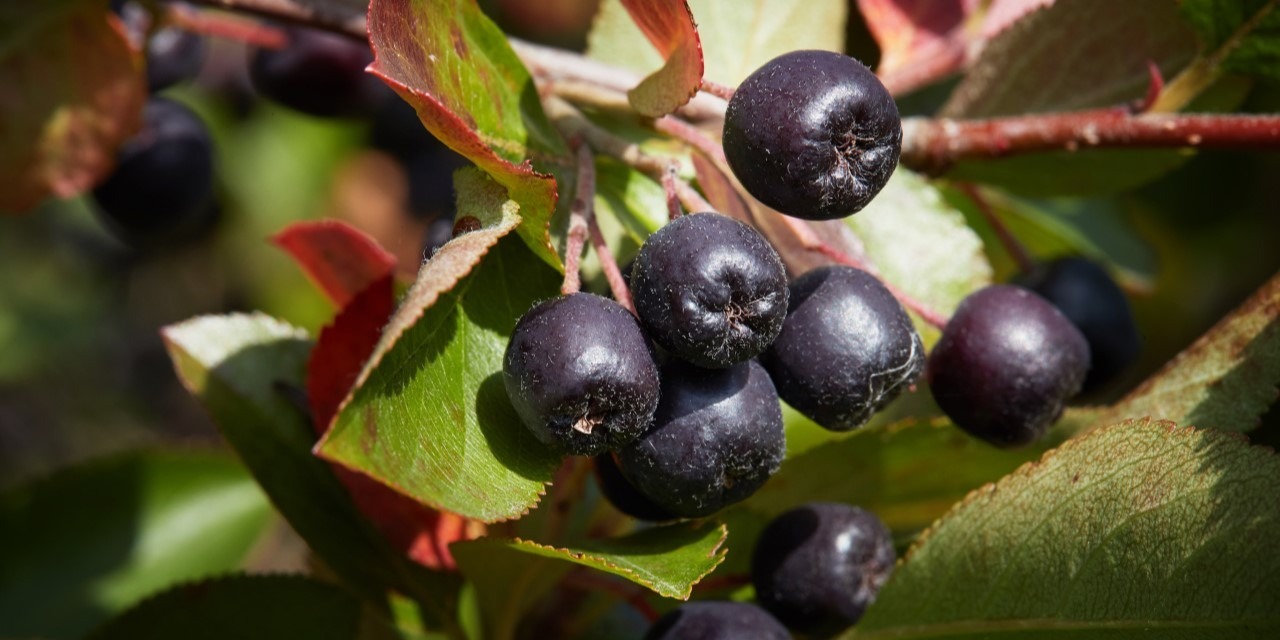 Aronia – źródło zdrowia i urody