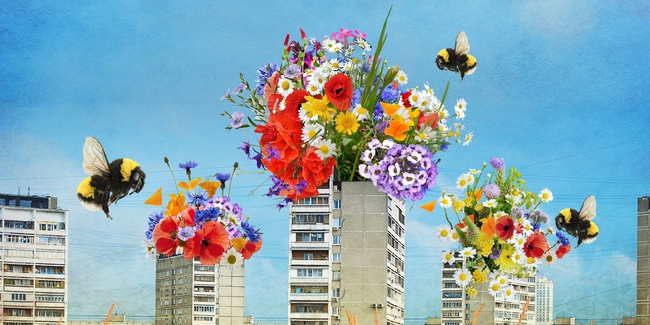 Rusza wielka akcja Miłe łąki na balkony!