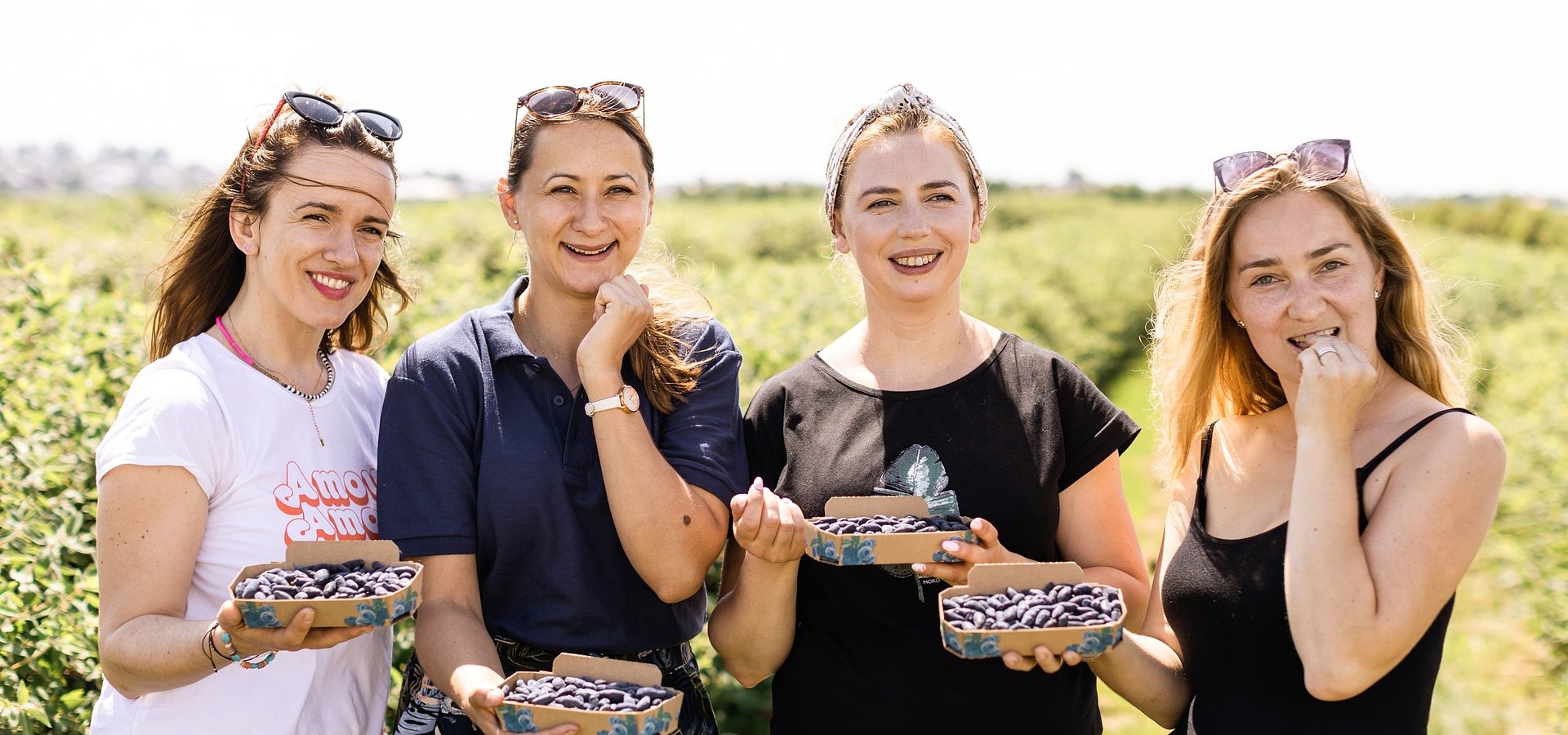 Zapraszamy na plantacje jagody kamczackiej w Opolu Lubelskim