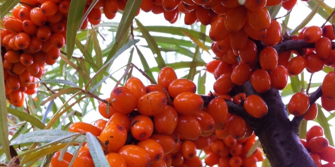 Jakie owoce i warzywa jeść wiosną? Które gatunki Polacy chcieliby spróbować w sezonie 2022? - badania Kantar i spotkanie prasowe sektora ogrodniczego z mediami