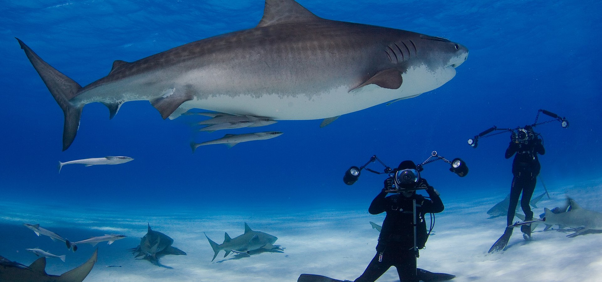 David Doubilet e Jennifer Hayes mostram os oceanos como nunca os vimos antes